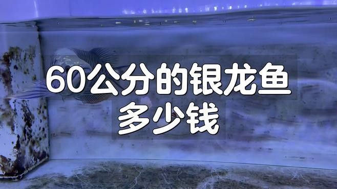 銀龍魚多少錢一條賣了30萬（“魚王”拍出30萬元，買家當場放生）
