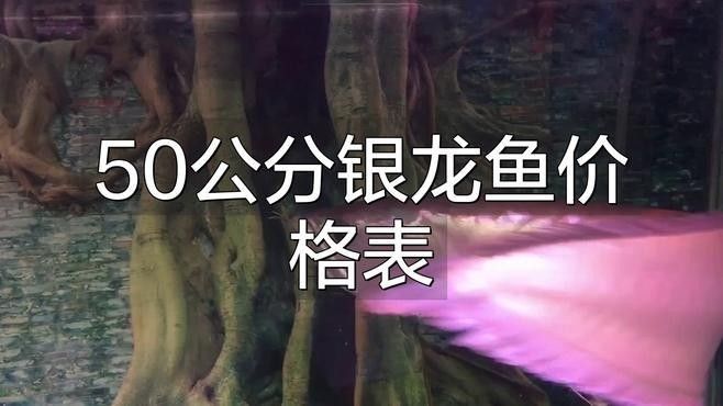 銀龍魚多少錢一條賣了30萬（“魚王”拍出30萬元，買家當場放生）