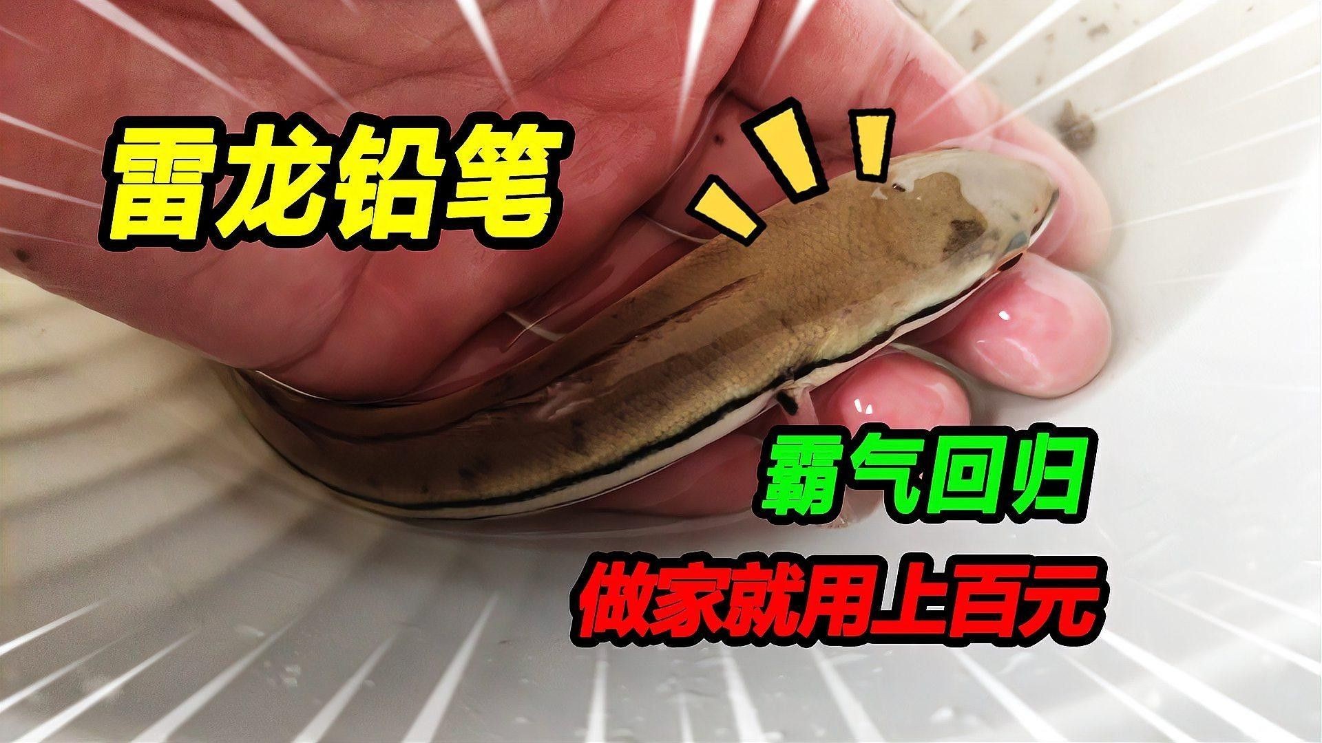 如何挑選健康的雷龍魚苗？（如何挑選一條健康的雷龍魚苗） 如何挑選健康的雷龍魚苗？（如何挑選一條健康的雷龍魚苗） 龍魚百科 第7張