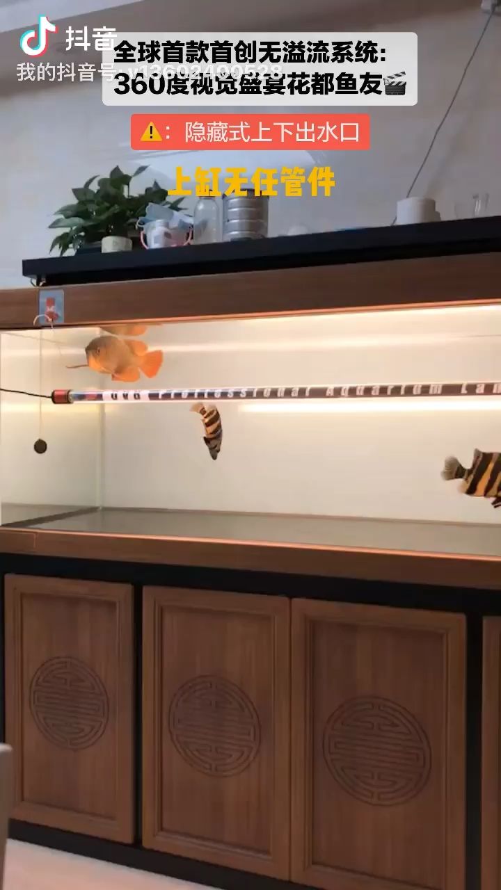 一些精致無溢流的視覺盛宴美（水族家園自己養出滿足感爆棚的視覺盛宴美）