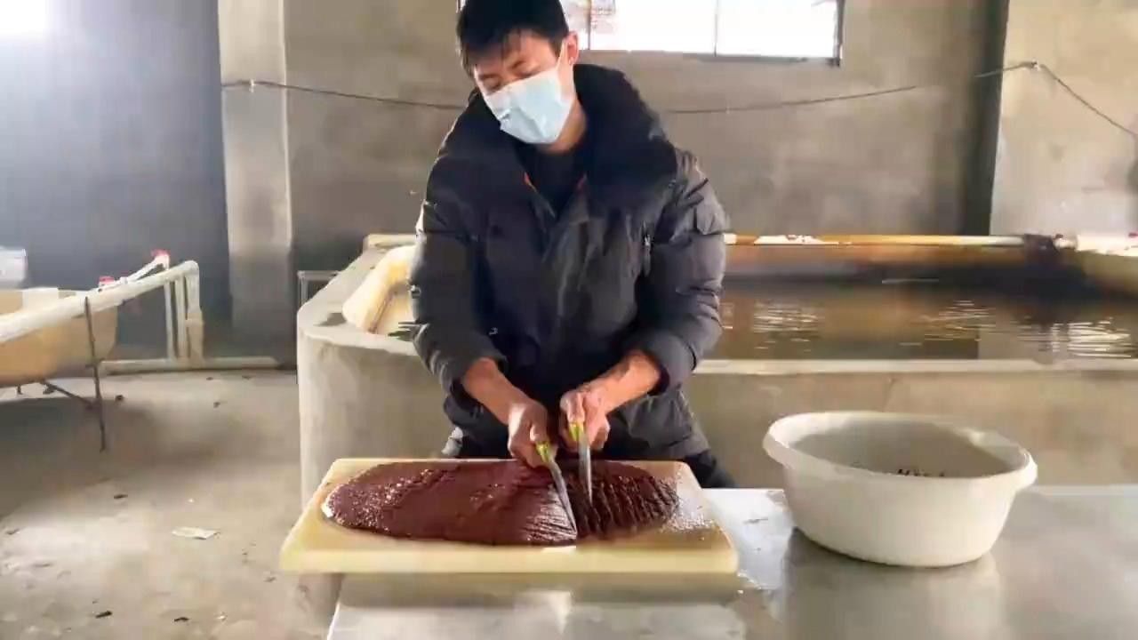 龍魚吃食需要訓練嗎（帝龍說龍魚不吃飼料怎么辦馴食技巧大公開林空鹿飲溪）