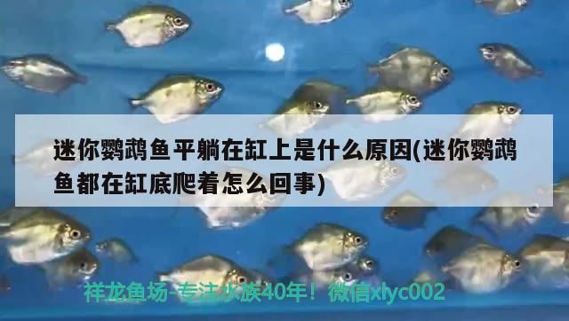飼料 迷你鸚鵡魚平躺在缸上是什么原因(迷你鸚鵡魚都在缸底爬著怎么回事)(迷你鸚鵡魚平躺在缸上是什么原因) 觀賞魚百科 迷你鸚鵡魚平躺在缸上是什么原因(迷你鸚鵡魚都在缸底爬著怎么回事)(迷你鸚鵡魚平躺在缸上是什么原因) 迷你鸚鵡魚平躺在缸上是什么原因(迷你鸚鵡魚都在缸底爬著怎么回事)(迷你鸚鵡魚平躺在缸上是什么原因) 觀賞魚百科