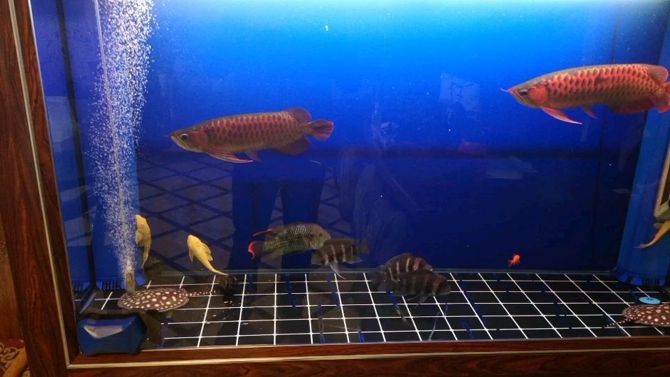 忍不住新入缸的一對魟魚和三條薩伊藍（——一對魟魚和三條薩伊藍）