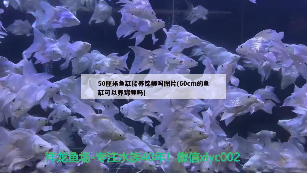 50厘米魚(yú)缸能養(yǎng)錦鯉嗎圖片(60cm的魚(yú)缸可以養(yǎng)錦鯉嗎)