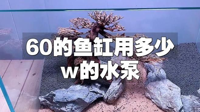 60厘米魚缸飼養龍魚需要多大的水流量？（60厘米魚缸飼養龍魚需要多大的水流量）