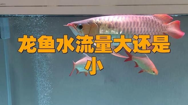 60厘米魚缸飼養龍魚需要多大的水流量？（60厘米魚缸飼養龍魚需要多大的水流量）