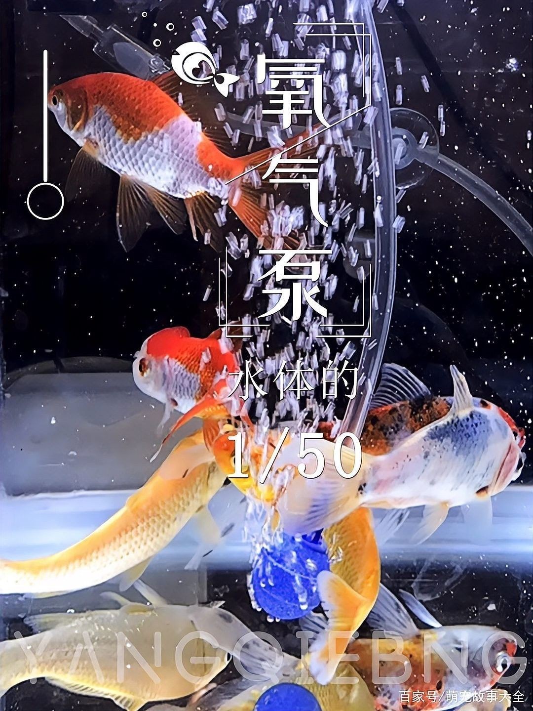 60厘米魚缸飼養龍魚需要多大的水流量？（60厘米魚缸飼養龍魚需要多大的水流量）