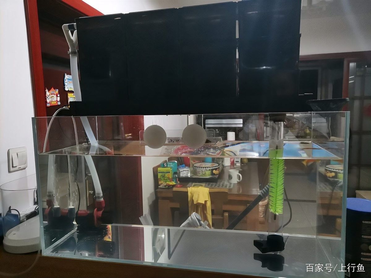 60厘米魚缸飼養龍魚需要多大的水流量？（60厘米魚缸飼養龍魚需要多大的水流量）