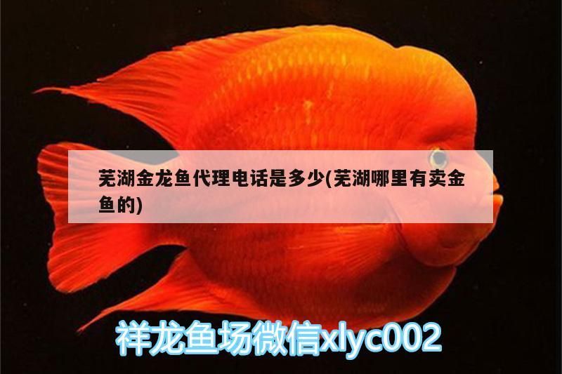 蕪湖金龍魚代理電話是多少(蕪湖哪里有賣金魚的)（蕪湖哪里有賣金魚的、蕪湖金龍魚代理電話是多少的介紹） 蕪湖金龍魚代理電話是多少(蕪湖哪里有賣金魚的)（蕪湖哪里有賣金魚的、蕪湖金龍魚代理電話是多少的介紹） 觀賞魚百科