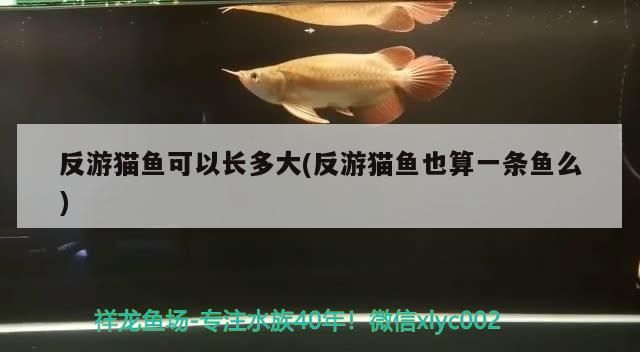 反游貓魚可以長多大(反游貓魚也算一條魚么)（反游貓魚與反游貓魚可以長多大的信息別忘了在本站進行查找）