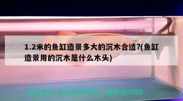 1.2米的魚缸造景多大的沉木合適?(魚缸造景用的沉木是什么木頭)（1.2米的魚缸造景多大的沉木合適魚缸造景多大的沉木合適）