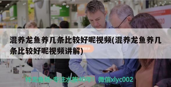紅龍魚 國內最大的龍魚市場在哪里(國內最大的龍魚市場在哪里啊)(混養龍魚養幾條比較好) 觀賞魚百科 國內最大的龍魚市場在哪里(國內最大的龍魚市場在哪里啊)(混養龍魚養幾條比較好) 國內最大的龍魚市場在哪里(國內最大的龍魚市場在哪里啊)(混養龍魚養幾條比較好) 觀賞魚百科