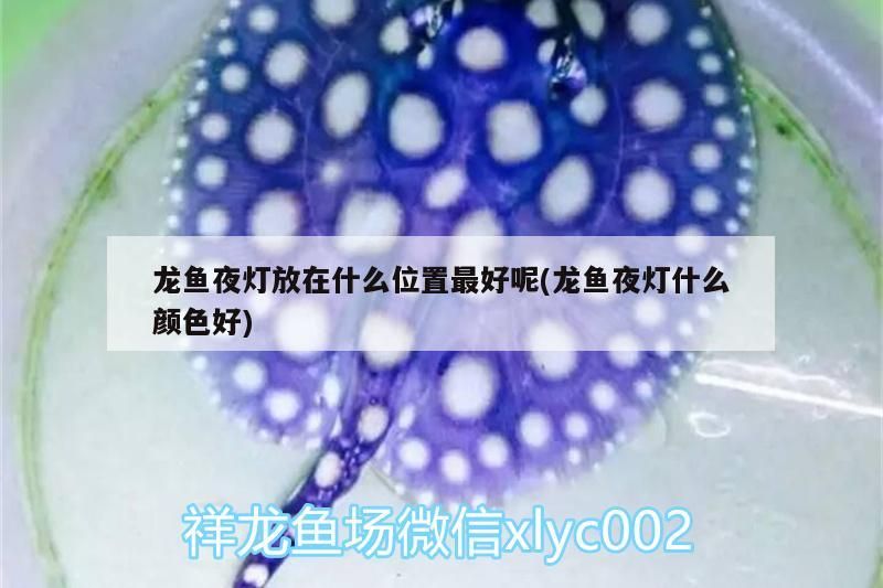 龍魚夜燈放在什么位置最好呢(龍魚夜燈什么顏色好)