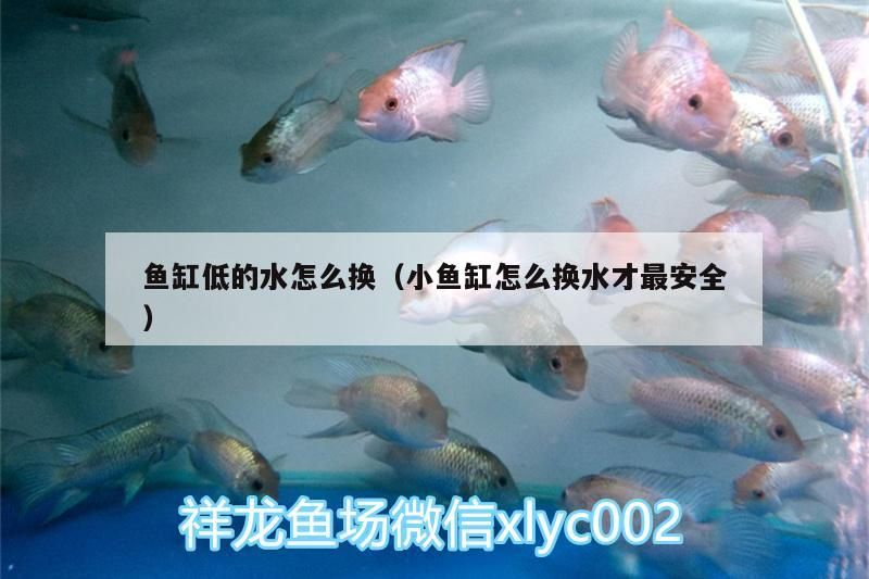 魚缸低的水怎么換（小魚缸怎么換水才最安全）（如何給魚缸換水）