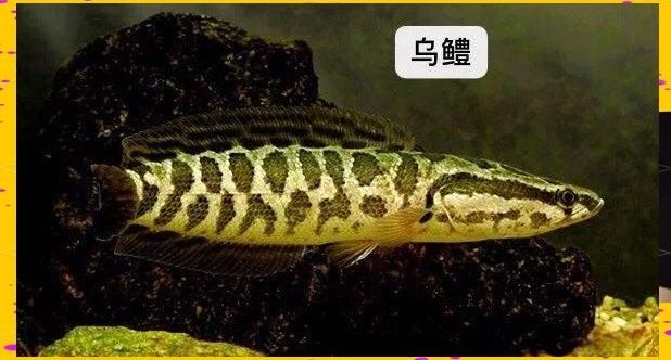如何區分南鱧和真言鱧？（南鱧和真言鱧哪個更具有觀賞價值）