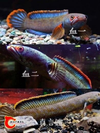如何區分南鱧和真言鱧？（南鱧和真言鱧哪個更具有觀賞價值）