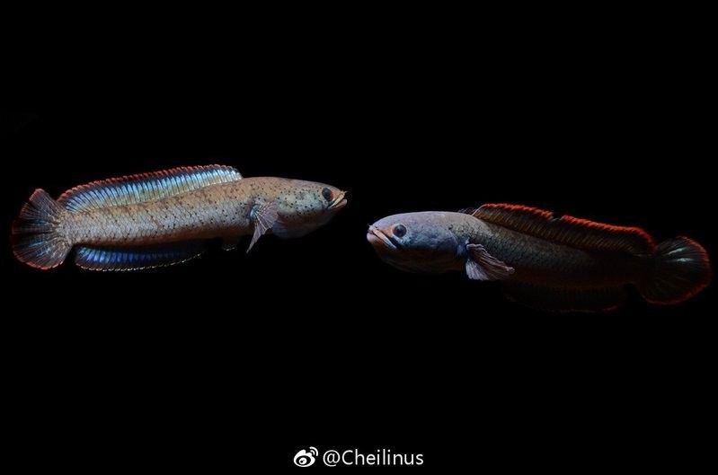 如何區分南鱧和真言鱧？（南鱧和真言鱧哪個更具有觀賞價值）