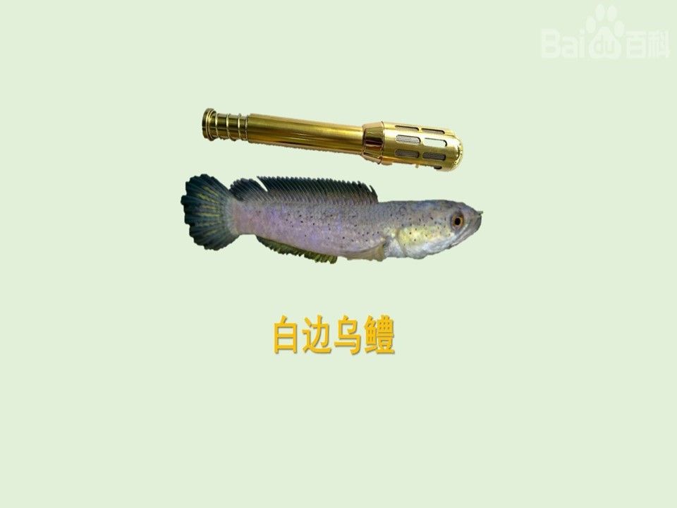 如何區分南鱧和真言鱧？（南鱧和真言鱧哪個更具有觀賞價值）