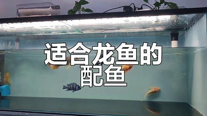 藍(lán)龍魚混養(yǎng)需要多久適應(yīng)（龍魚混養(yǎng)技巧與挑戰(zhàn)）