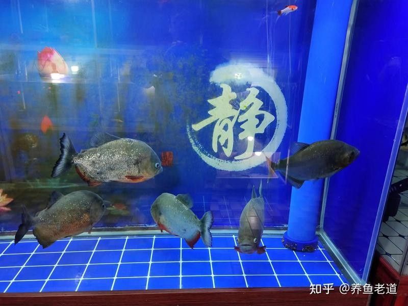 藍(lán)龍魚混養(yǎng)需要多久適應(yīng)（龍魚混養(yǎng)技巧與挑戰(zhàn)）