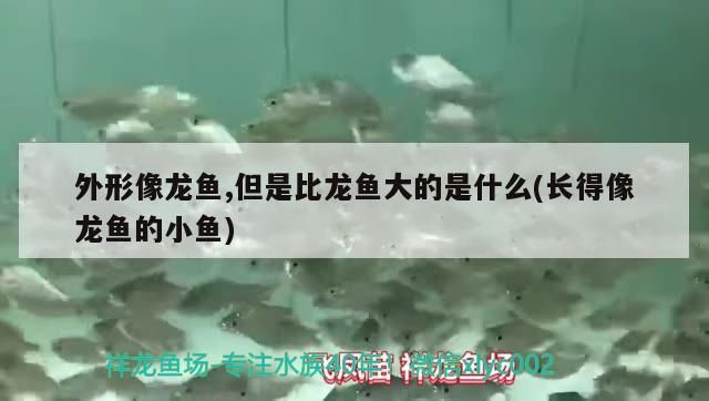 外形像龍魚,但是比龍魚大的是什么(長得像龍魚的小魚)（外形像龍魚的是什么？） 外形像龍魚,但是比龍魚大的是什么(長得像龍魚的小魚)（外形像龍魚的是什么？） 觀賞魚百科