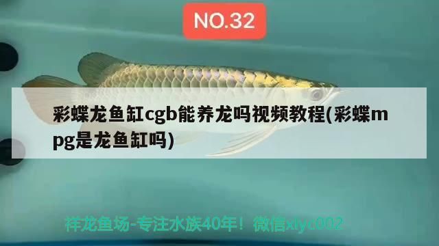 彩蝶龍魚缸cgb能養(yǎng)龍嗎視頻教程(彩蝶mpg是龍魚缸嗎)（彩蝶龍魚缸cgb能養(yǎng)龍嗎）