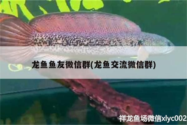 龍魚魚友微信群(龍魚交流微信群)(養龍魚什么牌子的魚缸好) 觀賞魚百科 第1張 龍魚魚友微信群(龍魚交流微信群)(養龍魚什么牌子的魚缸好) 龍魚魚友微信群(龍魚交流微信群)(養龍魚什么牌子的魚缸好) 觀賞魚百科 第1張