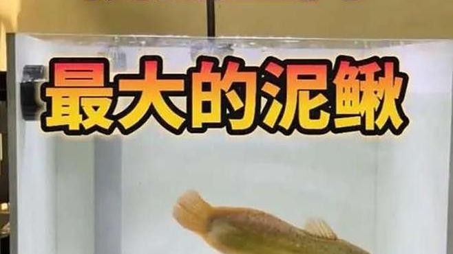 處理后的泥鰍可以保存多久？（處理后的泥鰍可以保存多久）