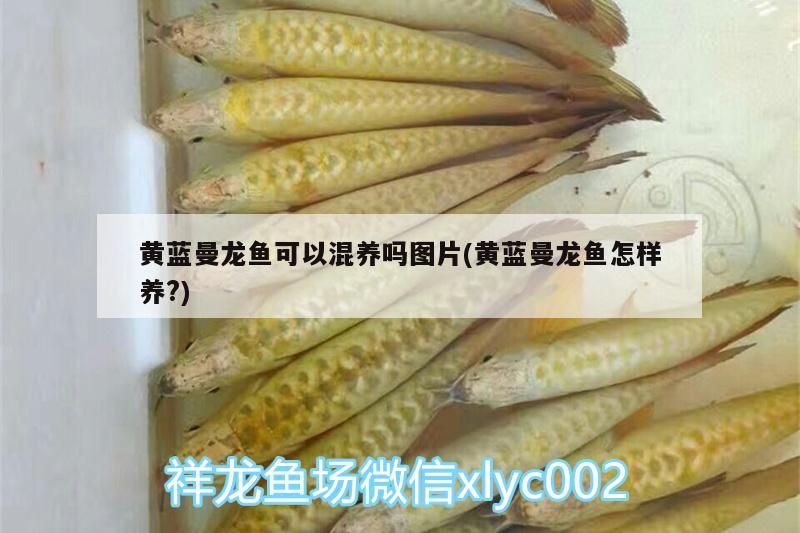 黃藍曼龍魚可以混養嗎圖片(黃藍曼龍魚怎樣養?)