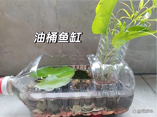 自制龍魚缸需要哪些工具（農村棉兒姐用石頭做龍頭魚缸，耗時2天終于完工,看到成品傻眼了） 自制龍魚缸需要哪些工具（農村棉兒姐用石頭做龍頭魚缸，耗時2天終于完工,看到成品傻眼了） 龍魚百科 第9張