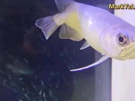 拔鱗后多久金龍魚會恢復？（墨韻幽潭閣龍魚拔鱗后多久恢復金龍魚的恢復時間） 拔鱗后多久金龍魚會恢復？（墨韻幽潭閣龍魚拔鱗后多久恢復金龍魚的恢復時間） 龍魚百科 第5張