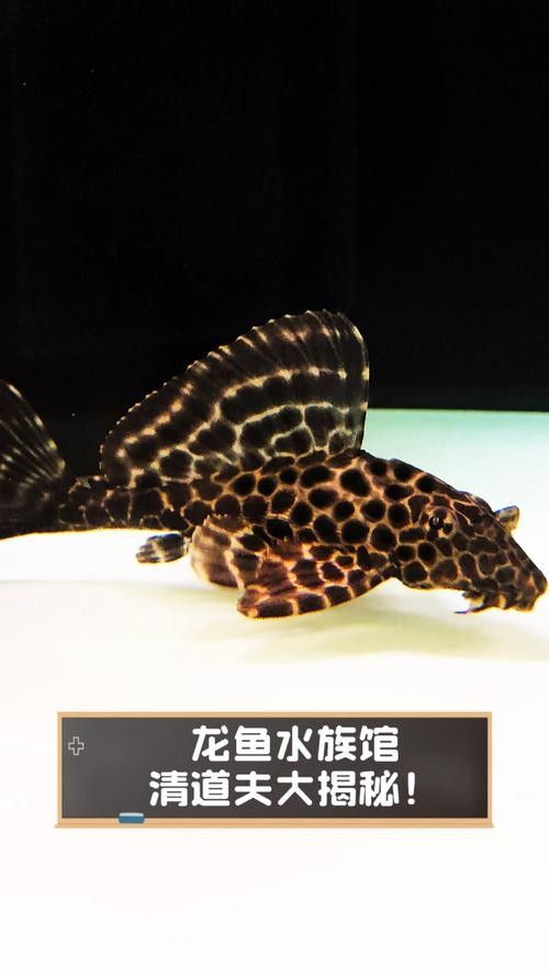 如何導航到衡水龍魚水族館（如何從衡水火車站到龍魚水族館）