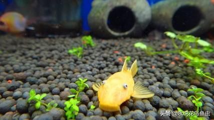 比較有趣的觀賞魚有哪些品種（各種觀賞魚的種類） 比較有趣的觀賞魚有哪些品種（各種觀賞魚的種類） 觀賞魚百科 第3張