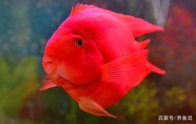 比較有趣的觀賞魚有哪些品種（各種觀賞魚的種類） 比較有趣的觀賞魚有哪些品種（各種觀賞魚的種類） 觀賞魚百科 第1張