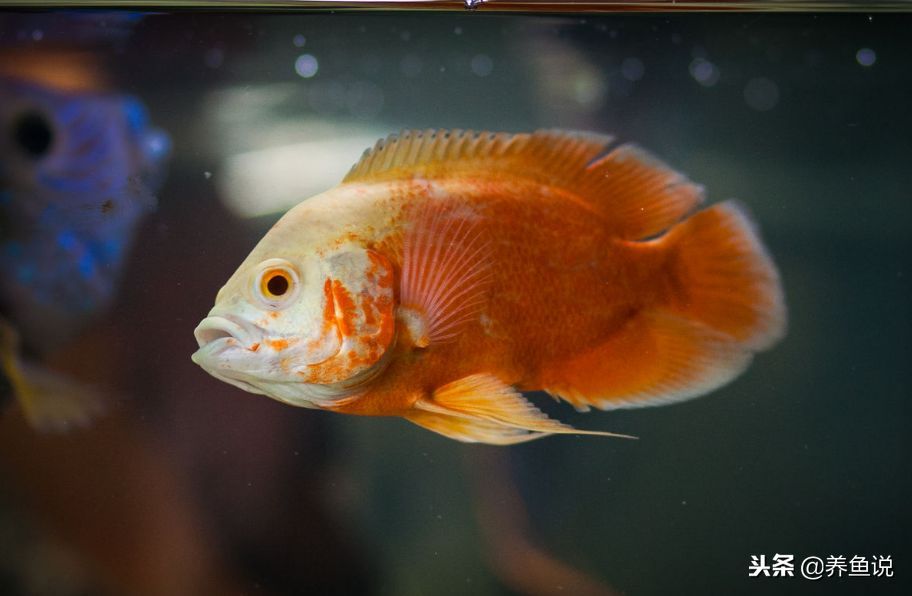 比較有趣的觀賞魚有哪些品種（各種觀賞魚的種類） 比較有趣的觀賞魚有哪些品種（各種觀賞魚的種類） 觀賞魚百科 第4張
