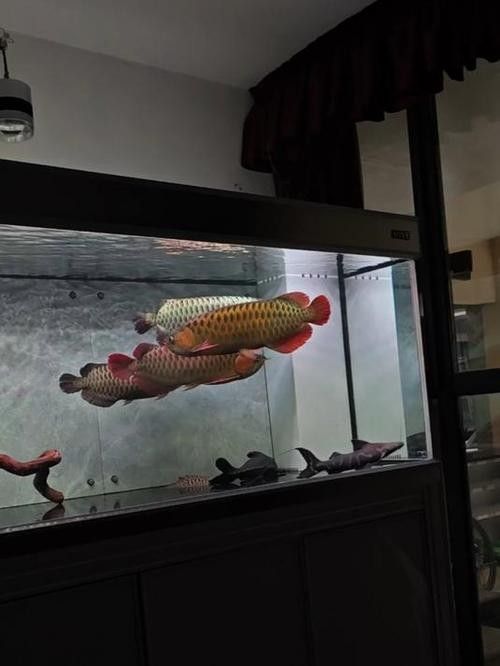 哪里可以找到高清的赤血紅龍魚圖片（如何找到高清的赤血紅龍魚圖片）