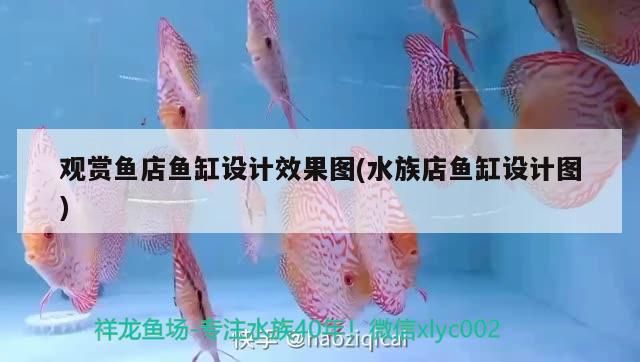 觀賞魚店魚缸設計效果圖(水族店魚缸設計圖)（觀賞魚店魚缸設計效果圖）