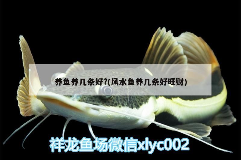 養魚養幾條好?(風水魚養幾條好旺財)