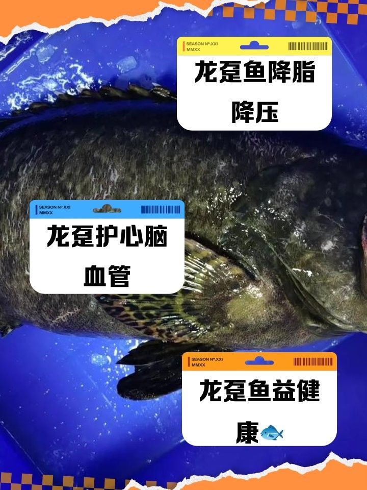 龍躉魚烹飪時需要腌制嗎（清蒸龍躉魚怎么做_舞之靈小食堂_舞之靈）