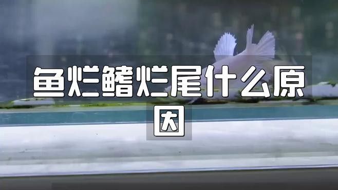 龍魚七鰭破損如何修復？