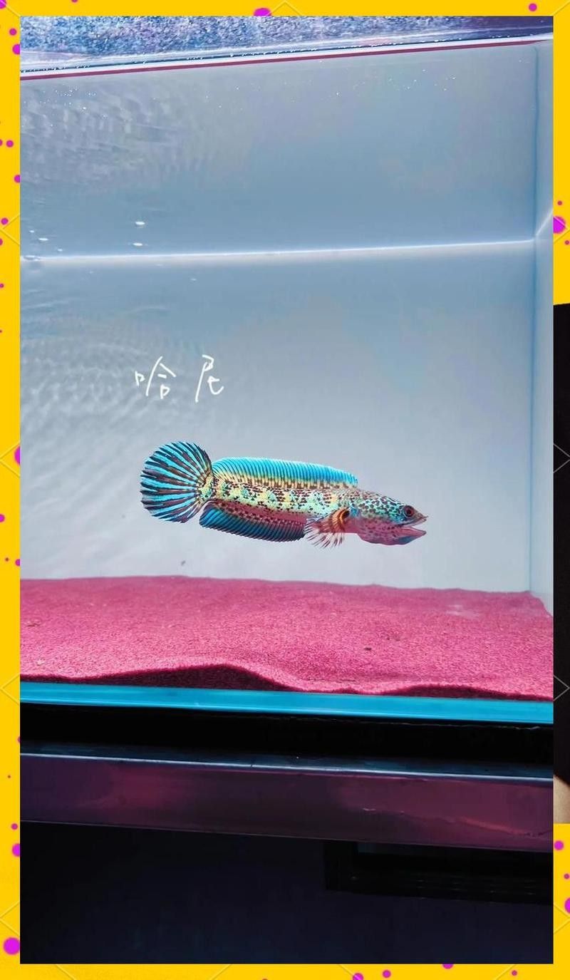 如何設置月鱧雷龍魚的缸內環境