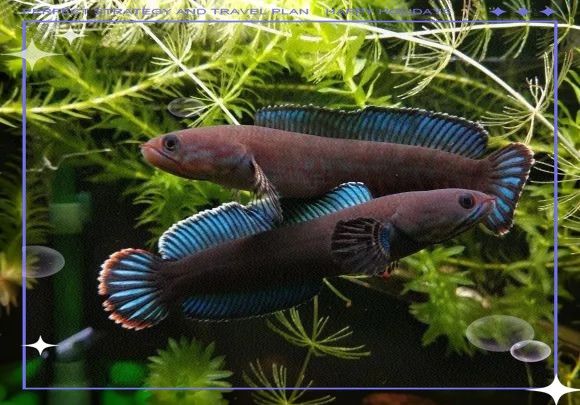 如何設置月鱧雷龍魚的缸內環境