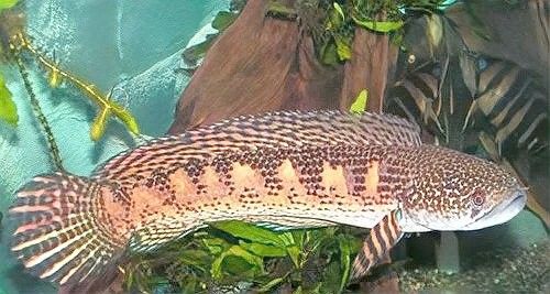 雷龍魚(yú)開(kāi)燈會(huì)影響其繁殖嗎（雷龍魚(yú)開(kāi)燈會(huì)影響繁殖嗎？）