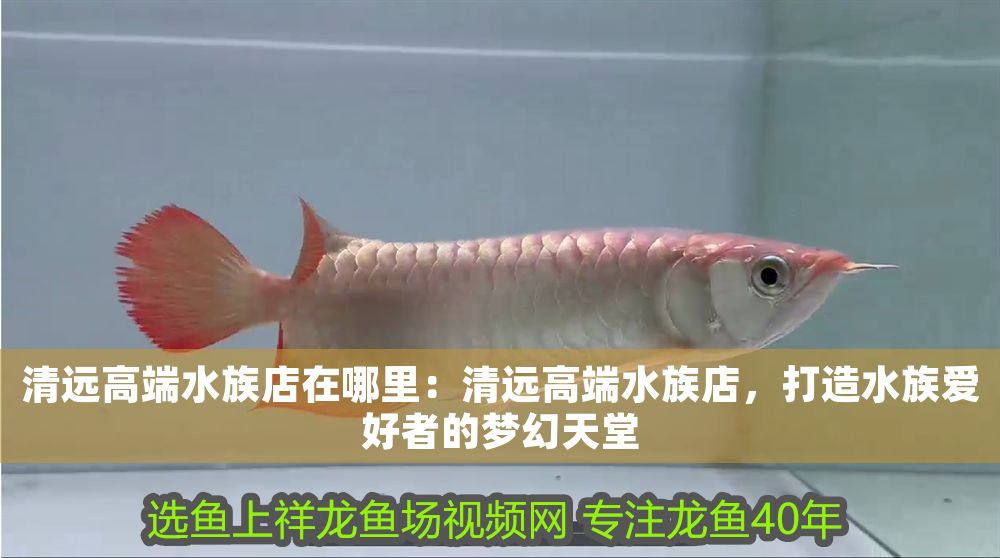 清遠高端水族店在哪里：清遠高端水族店，打造水族愛好者的夢幻天堂