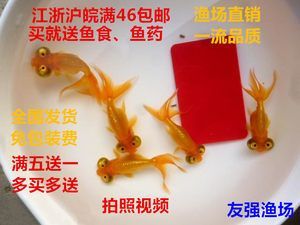 觀賞魚和魚食去什么地方批發(fā)：如何選擇觀賞魚批發(fā)市場