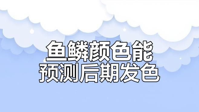 純血紅龍魚和雜交紅龍有什么區別（如何區分純血紅龍魚和雜交紅龍魚？） 純血紅龍魚和雜交紅龍有什么區別（如何區分純血紅龍魚和雜交紅龍魚？） 龍魚百科 第1張