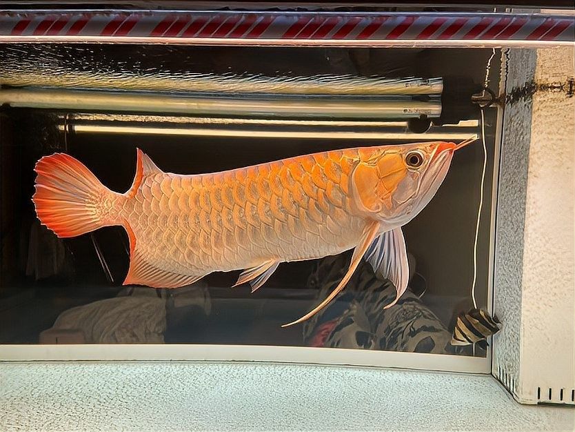 純血紅龍魚和雜交紅龍有什么區別（如何區分純血紅龍魚和雜交紅龍魚？） 純血紅龍魚和雜交紅龍有什么區別（如何區分純血紅龍魚和雜交紅龍魚？） 龍魚百科 第2張