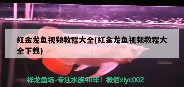 紅金龍魚視頻教程大全(紅金龍魚視頻教程大全下載)
