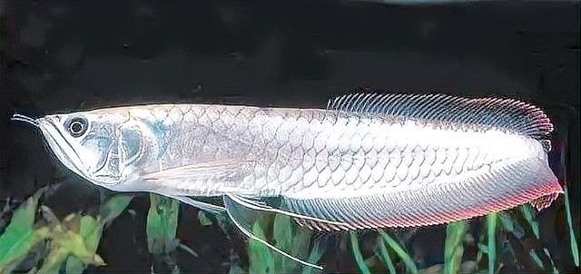 金龍魚開燈后多久喂食