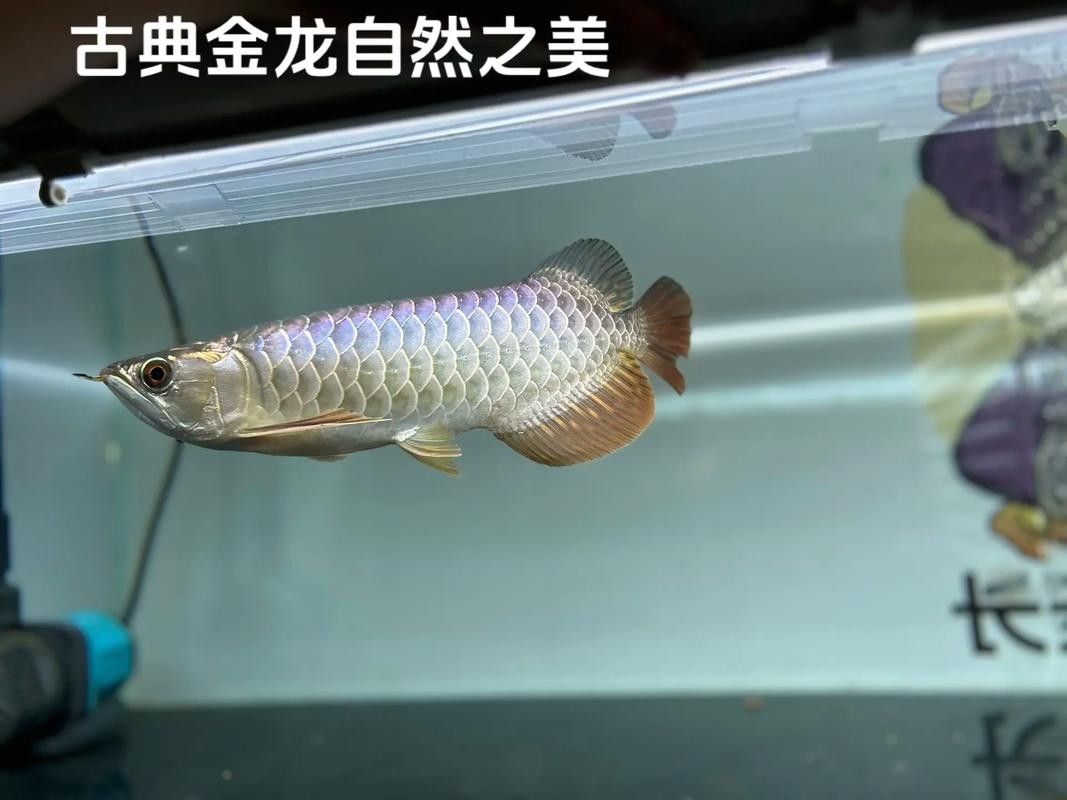 純血統古典金龍魚如何辨別？（如何辨別純血統古典金龍魚） 純血統古典金龍魚如何辨別？（如何辨別純血統古典金龍魚） 龍魚百科 第9張